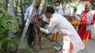 CM Shivraj Singh Chauhan worships cow on 'Gopashtami'
