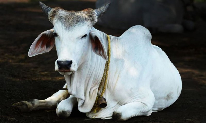Cows will be given free of cost in this state along with money for rearing