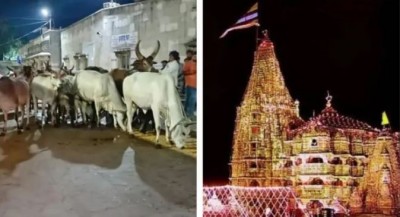 Mahadev walks 450 km with 25 cows, doors of Dwarkadhish open for the first time at midnight