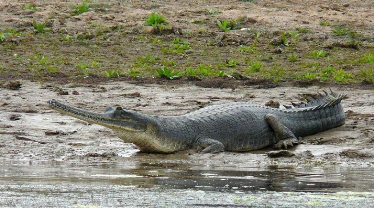 Madhya Pradesh Wildlife: Out of 147 alligators, 25 were stopped for leaving in other rivers