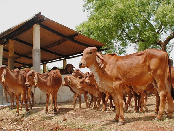 Gir cow's milk became boon, doctor took this step to get rid of diseases