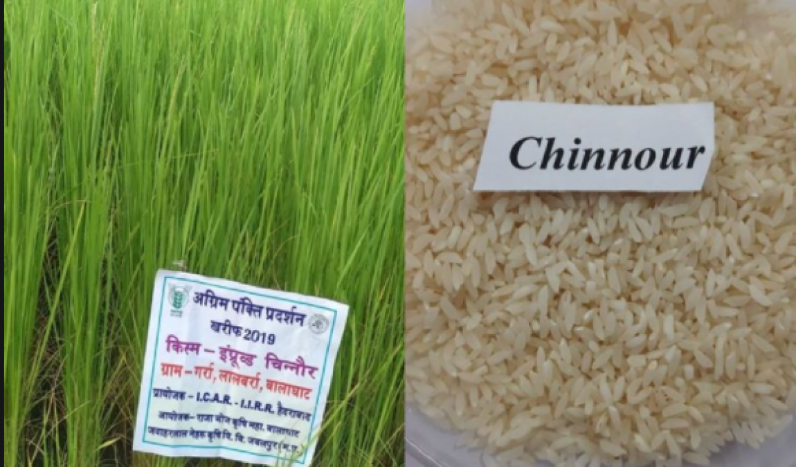 Balaghat's Chinnor Rice gets GI tag