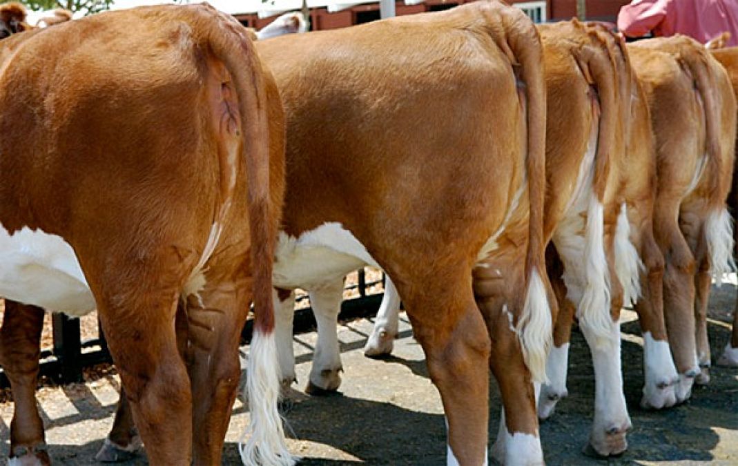 In future, Rockets will be filled from cow urine and cow dung,  claims professor of NIT