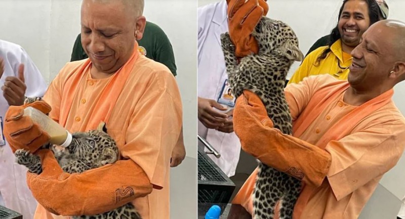 CM Yogi seen feeding leopard cubs, named Bhavani and Chandi