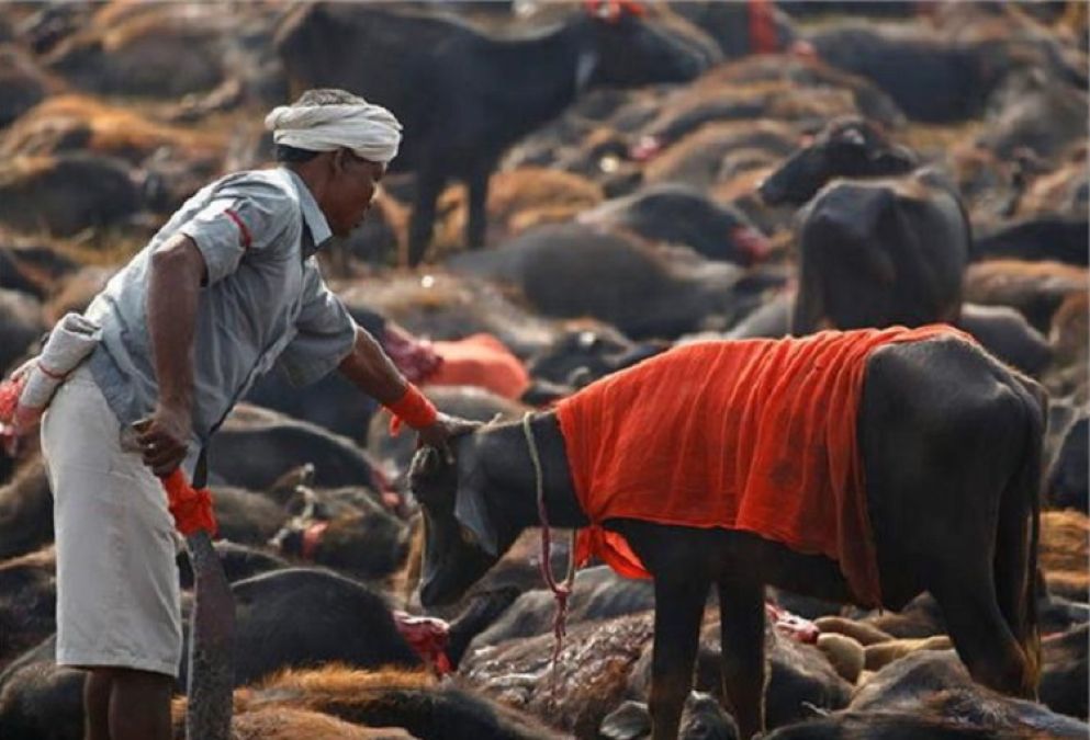 PETA slams animal-birds sacrifice during Durga Puja in this state