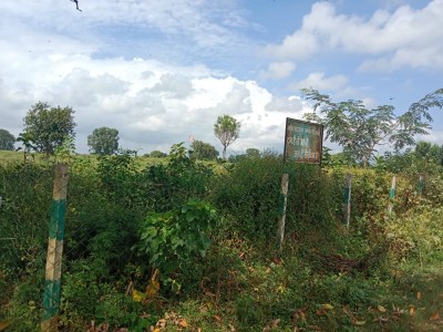 कुंभ स्थल में फैली अव्यवस्थाएं झाड़ियों ले रही जंगल का रूप