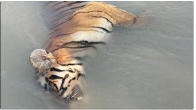 UP: नहर में तैरता मिला बाघ का शव
