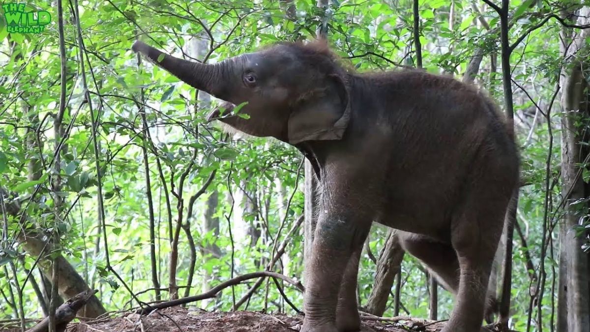 बढ़ता जा रहा है जंगली हाथियों का आतंक, 4 लोगों को उतारा मौत के घाट