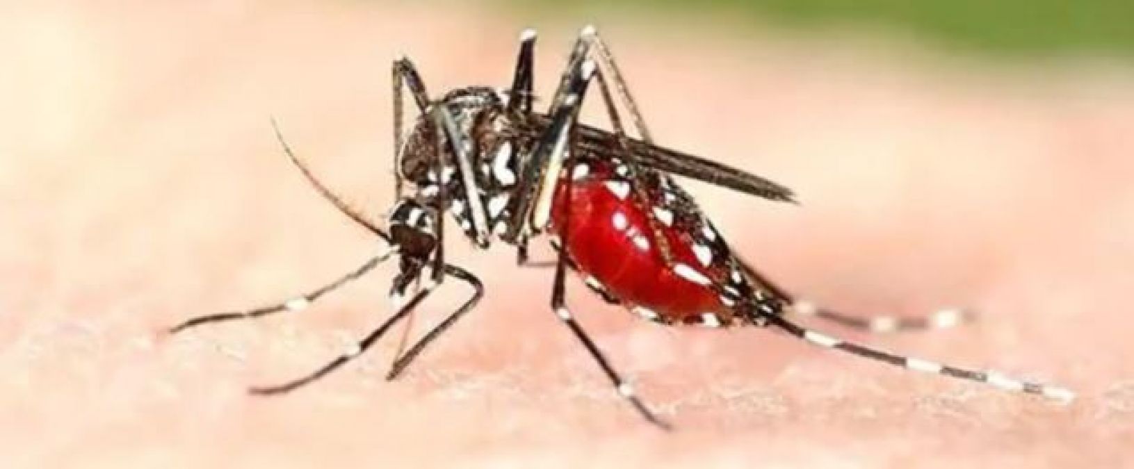 ग्वालियर में डेंगू मरीजों की संख्या ने पार किया 700 का आंकड़ा