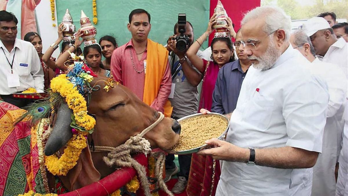 Livestock census: Livestock increase in Modi government, cow up by 18 percent