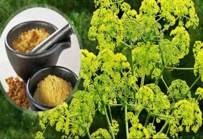 Asafoetida cultivation for first time in India, first plant cultivated in Himachal village
