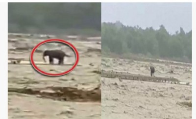 VIDEO: Elephant trapped in Gaula river of Uttarakhand, forest department prepared for rescue