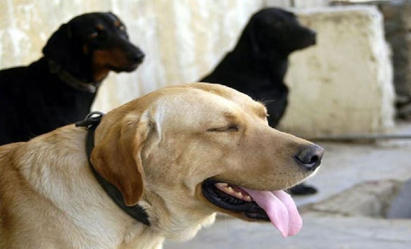 In view of the increasing menace of stray dogs, Bombay HC gave this order