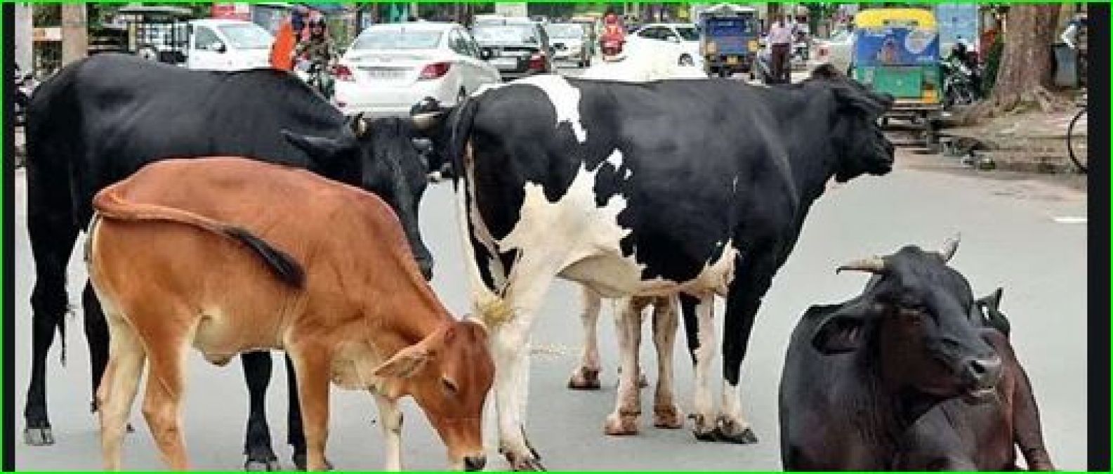 Goa waste management minister claims, 'stray cattle have become carnivorous'