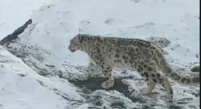 Uttarkashi to become first snow leopard conservation centre