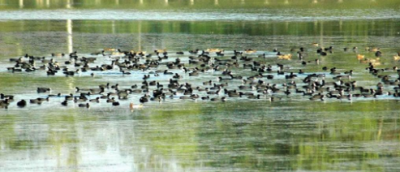 प्रवासी पक्षियों ने लगाया डेरा, सिरपुर तालाब समेत इन स्थानों पर हुए जमा