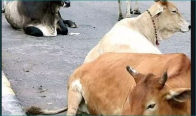 UP’s law on cow slaughter being misused against the innocent: Allahabad HC