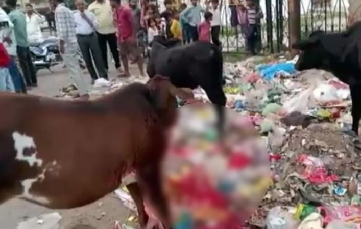Kanpur: Who exploded a bomb in the cow's mouth? Whole jaw blown away