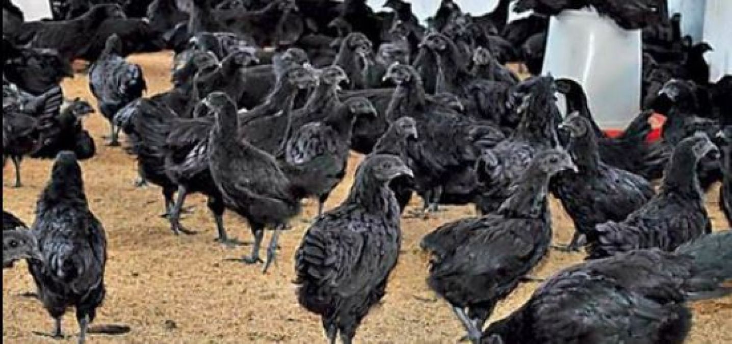 मध्यप्रदेश के स्थापना दिवस पर निशुल्क वितरित होंगे कड़कनाथ मुर्गों के चूजों