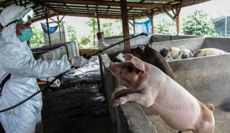 48 pigs killed in Kerala, meat sale banned after 'African Swine Fever' outbreak