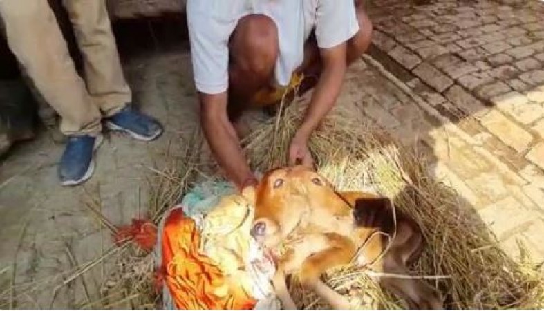 Calf with 2 mouths and 4 eyes born in Bijnor, people said- Incarnation of Lord Vishnu