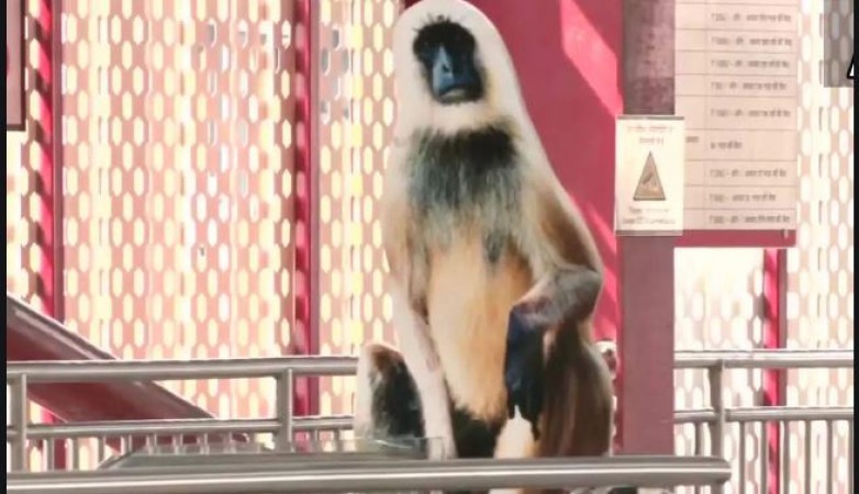 Lucknow: Langur cutouts at metro stations, know the reason