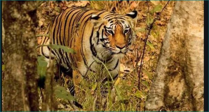 UP's National Park and Tiger Reserve to open for general public from November 1