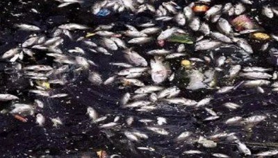 नदी का पानी अचानक हुआ काला, मिली हजारों मछलियां मृत