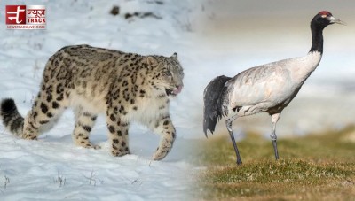 Ladakh administration's big decision, snow leopard declared state animal and...