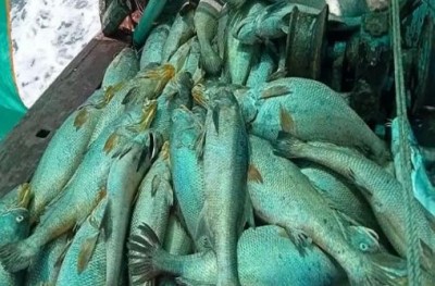 पालघर: मछुआरे के हाथ लगी 'सोने के दिल' वाली मछलियां, रातों-रात बन गया करोड़पति