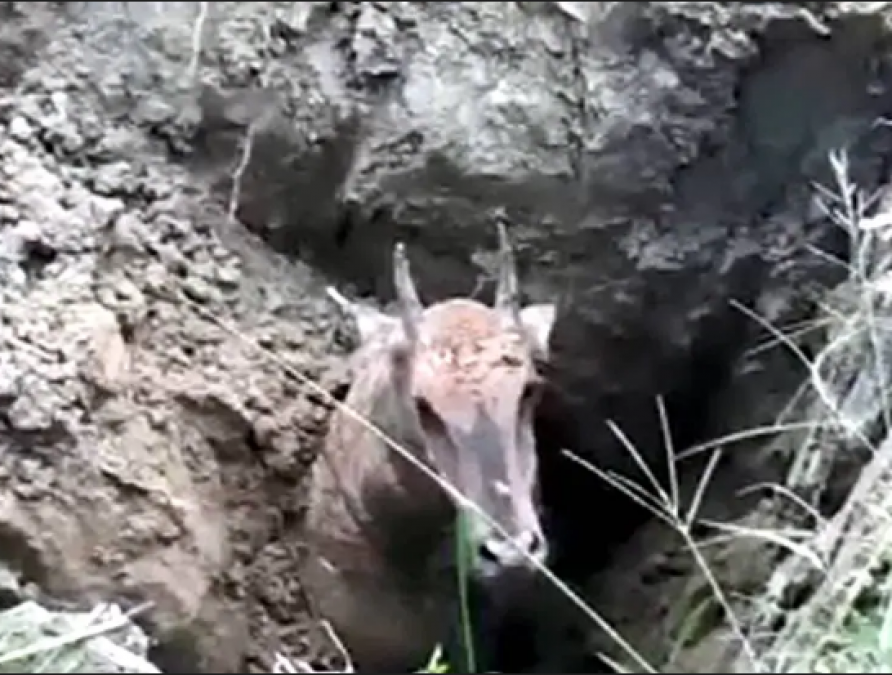 Brutal pictures surfaced from Bihar, Nilgai was buried alive