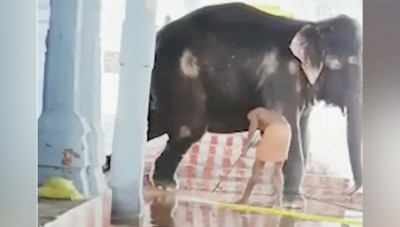VIDEO: Heart-wrenching behaviour with elephant in temple, Assam govt took big action