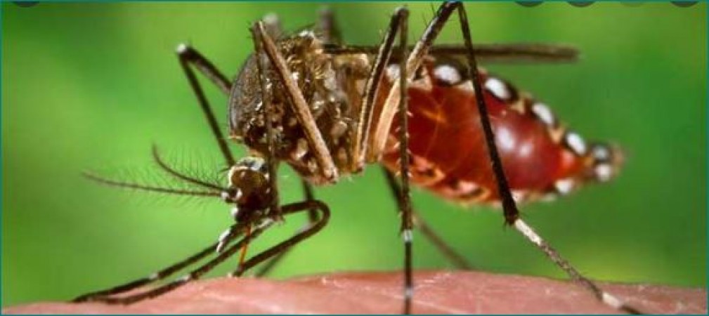 MP: इस जिले में सबसे तेजी से बढ़ रहा डेंगू का कहर
