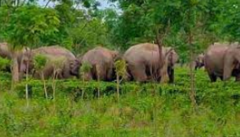 जंगली हाथियों का ऐसा आतंक, दहशत में आये ग्रामीण