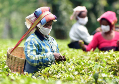 Assam govt to provide Rs. 3000 to tea garden workers
