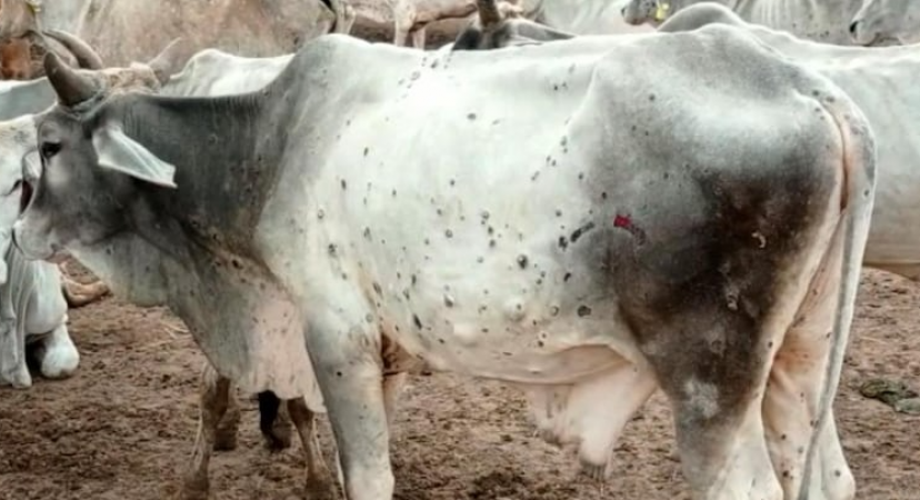 राजस्थान सहित कई अन्य राज्यों में पांव पसार रहा है लम्पी वायरस, गायो की हो रही है दर्दनाक मृत्यु