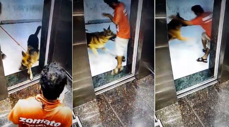 Painful video from Mumbai, now dog bites Zomato delivery boy's private part