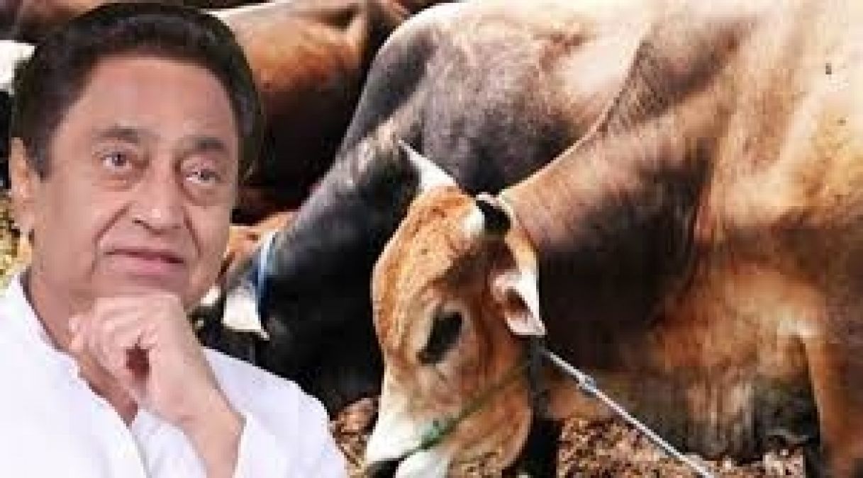 Kamal Nath government's big announcement, 1000 cow shelters to be built in Madhya Pradesh