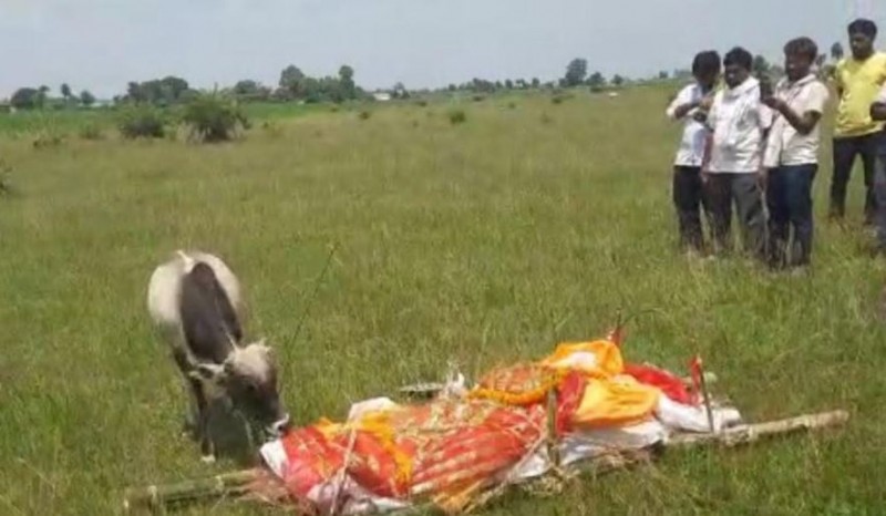 VIDEO! On seeing owner's body, calf reached funeral breaking rope
