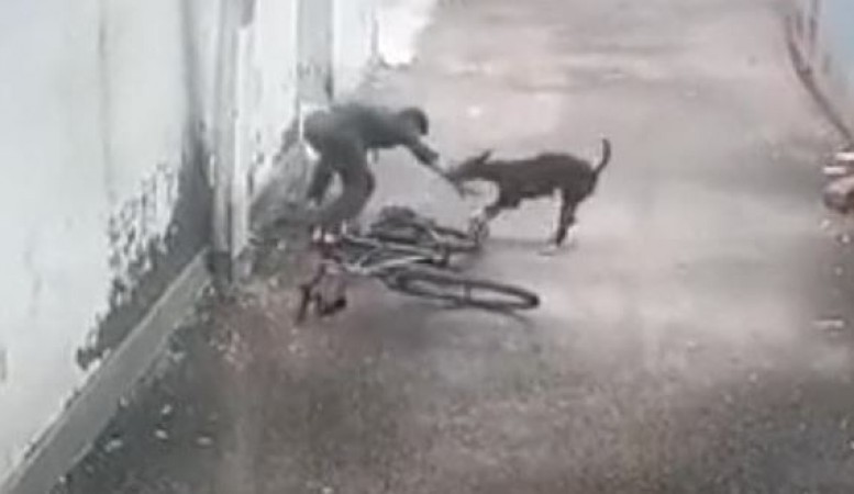केरल: साइकिल चला रहे बच्चे को कुत्ते ने काटा, अब SC से मारने की परमीशन मांगेगी केरल सरकार
