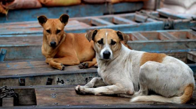 केरल में आवारा कुत्तो को जान से मारने का हलफनामा दायर कर सुप्रीम कोर्ट से मांगी इजाज़त