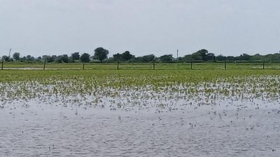 भारी बारिश के कारण खरीफ फसलों के पैदावार पर असर, बढ़ सकता है कृषि संकट