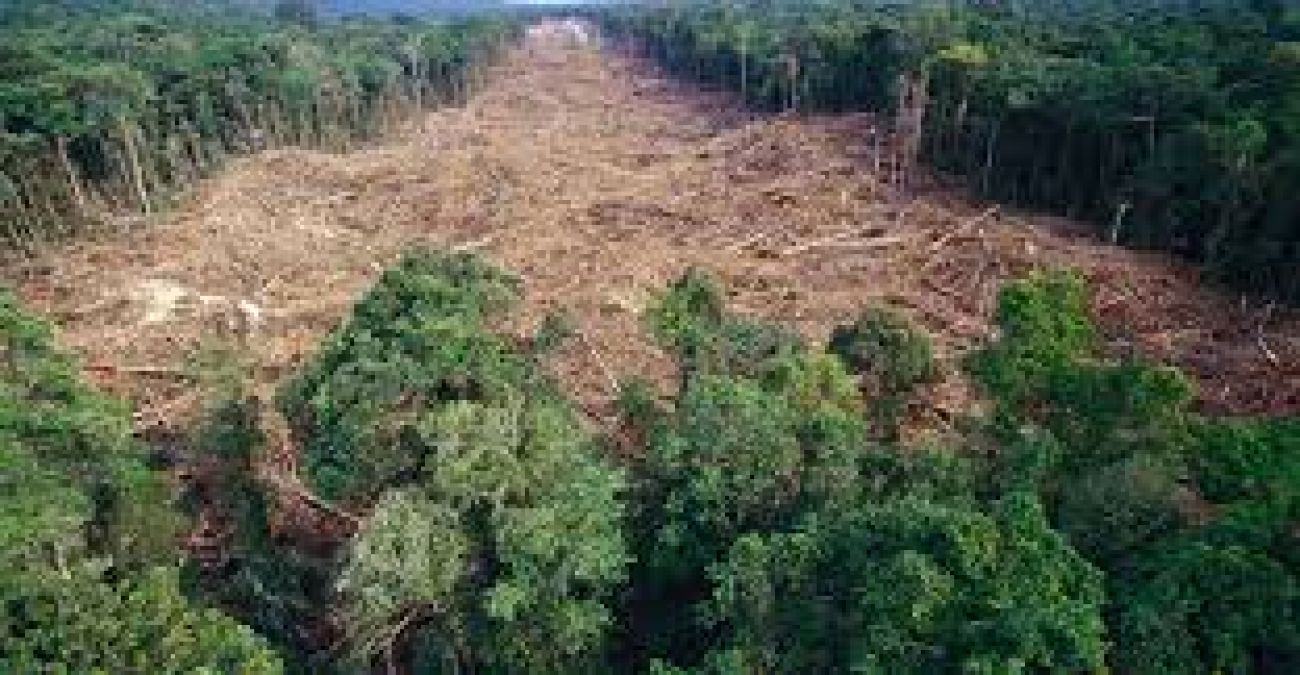 जंगलोें की संख्या में हो रही बेतहाशा गिरावट, जानें अब तक कितना जंगल खो दिया हमने