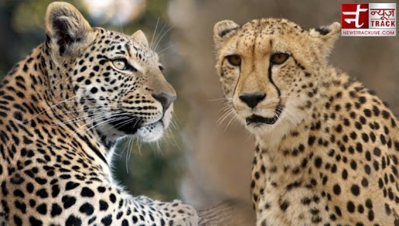 What are the differences between Cheetah and Leopard? This speciality makes them different