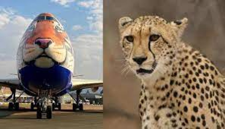 Cheetahs arrive in MP, very first picture surfaced
