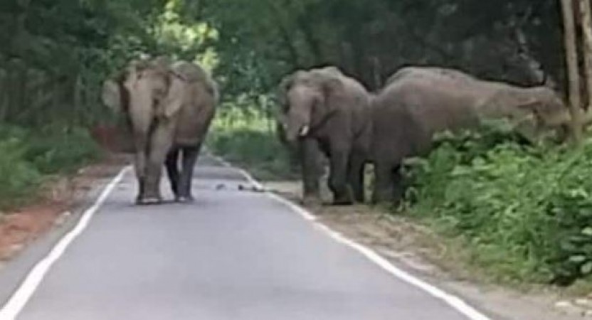 हाथियों ने मचाया उत्पात, घंटों जाम रहा पेंड्रा-बैकुंठपुर हाईवे