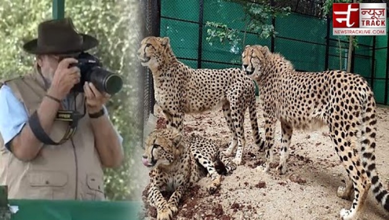 PM Modi releases Cheetahs in Kuno National Park, watch these amazing photos
