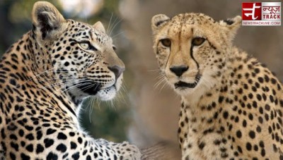 MP Kuno National Park: 12 cheetahs to be translocated on Feb18