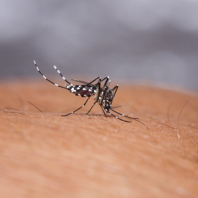 Do this to prevent dengue