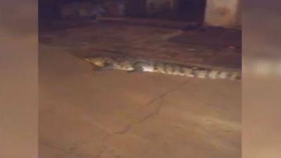 Madhya Pradesh: Crocodiles caught crawling in the road rain in Shivpuri